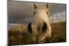 Close Up Of Nostrils Of White Horse Of The Camargue On Wetlands, Camargue, France, January 2009-Jean E. Roche-Mounted Photographic Print