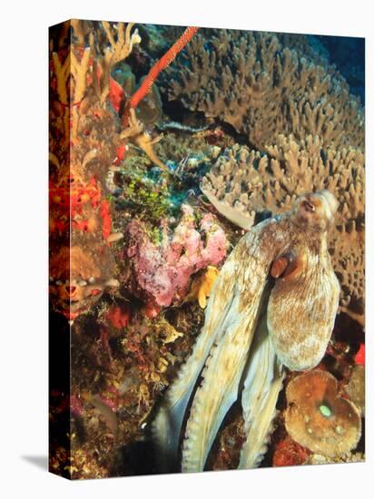 Close-Up of Octopus on Reef, Wetar Island, Banda Sea, Indonesia-Stuart Westmorland-Stretched Canvas