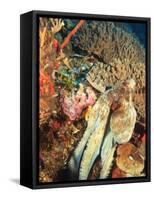 Close-Up of Octopus on Reef, Wetar Island, Banda Sea, Indonesia-Stuart Westmorland-Framed Stretched Canvas