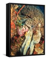 Close-Up of Octopus on Reef, Wetar Island, Banda Sea, Indonesia-Stuart Westmorland-Framed Stretched Canvas