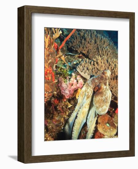 Close-Up of Octopus on Reef, Wetar Island, Banda Sea, Indonesia-Stuart Westmorland-Framed Photographic Print