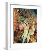 Close-Up of Octopus on Reef, Wetar Island, Banda Sea, Indonesia-Stuart Westmorland-Framed Photographic Print