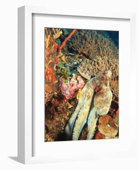 Close-Up of Octopus on Reef, Wetar Island, Banda Sea, Indonesia-Stuart Westmorland-Framed Photographic Print