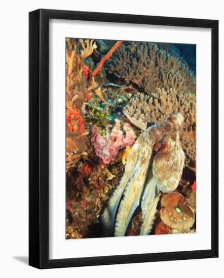 Close-Up of Octopus on Reef, Wetar Island, Banda Sea, Indonesia-Stuart Westmorland-Framed Photographic Print