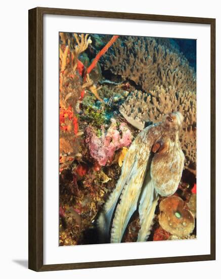 Close-Up of Octopus on Reef, Wetar Island, Banda Sea, Indonesia-Stuart Westmorland-Framed Photographic Print