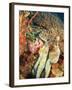 Close-Up of Octopus on Reef, Wetar Island, Banda Sea, Indonesia-Stuart Westmorland-Framed Photographic Print