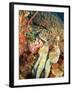 Close-Up of Octopus on Reef, Wetar Island, Banda Sea, Indonesia-Stuart Westmorland-Framed Photographic Print