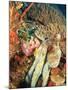 Close-Up of Octopus on Reef, Wetar Island, Banda Sea, Indonesia-Stuart Westmorland-Mounted Photographic Print
