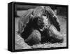 Close Up of Old Female Tortoise-Nina Leen-Framed Stretched Canvas