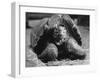 Close Up of Old Female Tortoise-Nina Leen-Framed Photographic Print