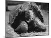 Close Up of Old Female Tortoise-Nina Leen-Mounted Photographic Print