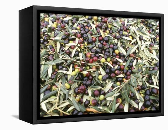 Close-Up of Olives Harvested at Frantoio Galantino, Bisceglie, Puglia, Italy-Michael Newton-Framed Stretched Canvas