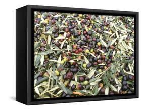 Close-Up of Olives Harvested at Frantoio Galantino, Bisceglie, Puglia, Italy-Michael Newton-Framed Stretched Canvas