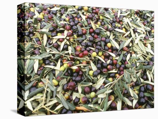 Close-Up of Olives Harvested at Frantoio Galantino, Bisceglie, Puglia, Italy-Michael Newton-Stretched Canvas