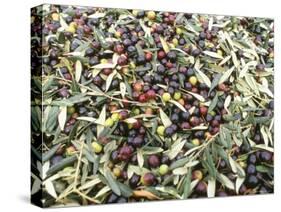 Close-Up of Olives Harvested at Frantoio Galantino, Bisceglie, Puglia, Italy-Michael Newton-Stretched Canvas