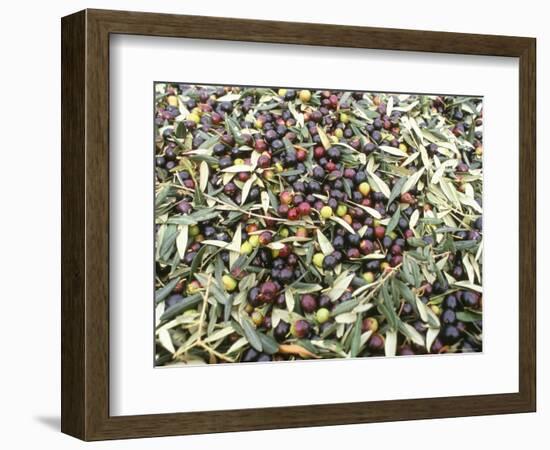 Close-Up of Olives Harvested at Frantoio Galantino, Bisceglie, Puglia, Italy-Michael Newton-Framed Photographic Print