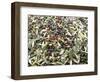 Close-Up of Olives Harvested at Frantoio Galantino, Bisceglie, Puglia, Italy-Michael Newton-Framed Photographic Print