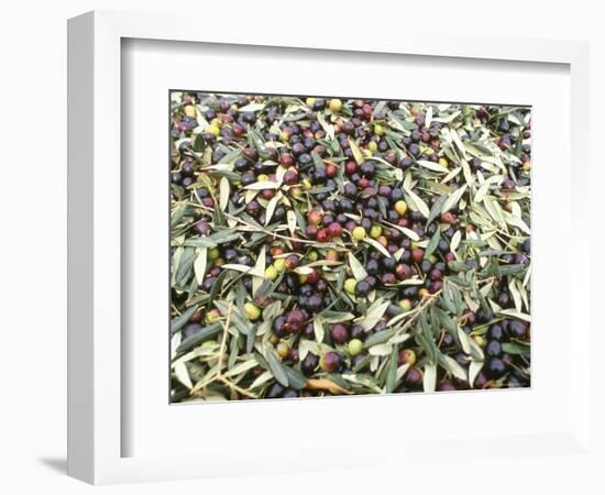 Close-Up of Olives Harvested at Frantoio Galantino, Bisceglie, Puglia, Italy-Michael Newton-Framed Photographic Print