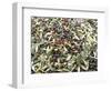 Close-Up of Olives Harvested at Frantoio Galantino, Bisceglie, Puglia, Italy-Michael Newton-Framed Photographic Print