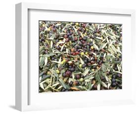 Close-Up of Olives Harvested at Frantoio Galantino, Bisceglie, Puglia, Italy-Michael Newton-Framed Photographic Print