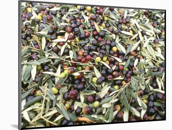 Close-Up of Olives Harvested at Frantoio Galantino, Bisceglie, Puglia, Italy-Michael Newton-Mounted Photographic Print