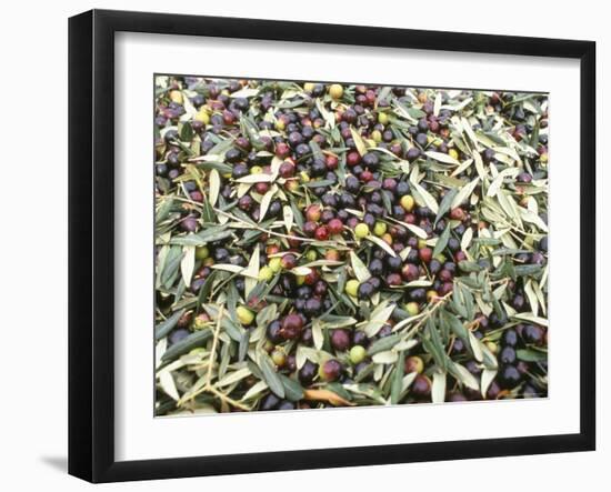 Close-Up of Olives Harvested at Frantoio Galantino, Bisceglie, Puglia, Italy-Michael Newton-Framed Photographic Print