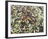 Close-Up of Olives Harvested at Frantoio Galantino, Bisceglie, Puglia, Italy-Michael Newton-Framed Photographic Print