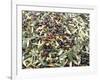 Close-Up of Olives Harvested at Frantoio Galantino, Bisceglie, Puglia, Italy-Michael Newton-Framed Photographic Print