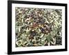 Close-Up of Olives Harvested at Frantoio Galantino, Bisceglie, Puglia, Italy-Michael Newton-Framed Photographic Print