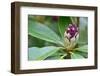 Close up of One Rhododendron Bud in A Garden-Geo-grafika-Framed Photographic Print