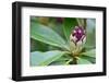 Close up of One Rhododendron Bud in A Garden-Geo-grafika-Framed Photographic Print