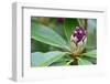 Close up of One Rhododendron Bud in A Garden-Geo-grafika-Framed Photographic Print