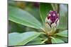 Close up of One Rhododendron Bud in A Garden-Geo-grafika-Mounted Photographic Print