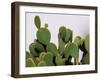 Close-Up of Opuntia Microdasys (Angel's-Wings, Bunny Ears Cactus, Bunny Cactus or Polka-Dot Cactus)-DreamHack-Framed Photographic Print