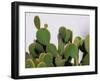 Close-Up of Opuntia Microdasys (Angel's-Wings, Bunny Ears Cactus, Bunny Cactus or Polka-Dot Cactus)-DreamHack-Framed Photographic Print