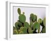 Close-Up of Opuntia Microdasys (Angel's-Wings, Bunny Ears Cactus, Bunny Cactus or Polka-Dot Cactus)-DreamHack-Framed Photographic Print