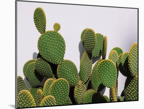 Close-Up of Opuntia Microdasys (Angel's-Wings, Bunny Ears Cactus, Bunny Cactus or Polka-Dot Cactus)-DreamHack-Mounted Photographic Print