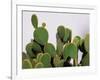 Close-Up of Opuntia Microdasys (Angel's-Wings, Bunny Ears Cactus, Bunny Cactus or Polka-Dot Cactus)-DreamHack-Framed Photographic Print