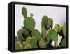 Close-Up of Opuntia Microdasys (Angel's-Wings, Bunny Ears Cactus, Bunny Cactus or Polka-Dot Cactus)-DreamHack-Framed Stretched Canvas