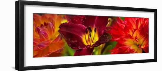 Close-Up of Orange Flowers-null-Framed Photographic Print