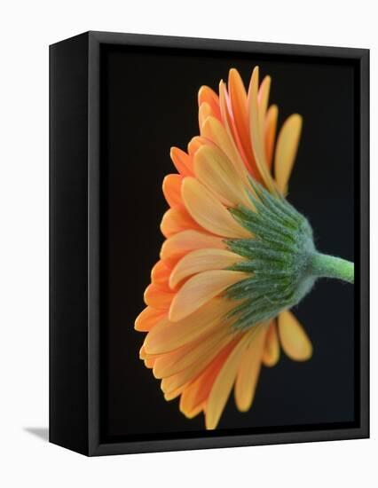 Close-Up of Orange Gerbera Daisy-Clive Nichols-Framed Stretched Canvas