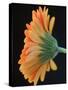 Close-Up of Orange Gerbera Daisy-Clive Nichols-Stretched Canvas