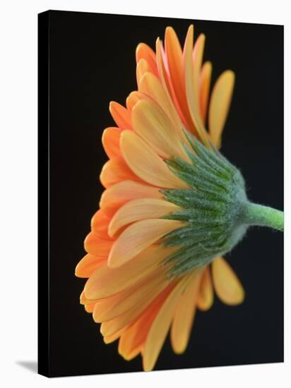 Close-Up of Orange Gerbera Daisy-Clive Nichols-Stretched Canvas