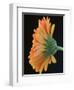 Close-Up of Orange Gerbera Daisy-Clive Nichols-Framed Photographic Print