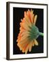 Close-Up of Orange Gerbera Daisy-Clive Nichols-Framed Photographic Print