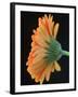 Close-Up of Orange Gerbera Daisy-Clive Nichols-Framed Photographic Print