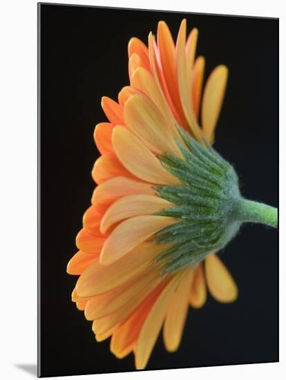 Close-Up of Orange Gerbera Daisy-Clive Nichols-Mounted Photographic Print