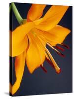 Close-Up of Orange Lilium Brunello Flower, Against a Blue Background-Pearl Bucknall-Stretched Canvas
