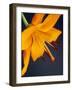 Close-Up of Orange Lilium Brunello Flower, Against a Blue Background-Pearl Bucknall-Framed Photographic Print