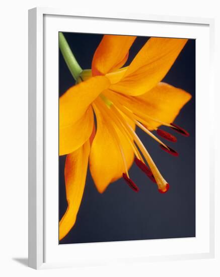 Close-Up of Orange Lilium Brunello Flower, Against a Blue Background-Pearl Bucknall-Framed Photographic Print